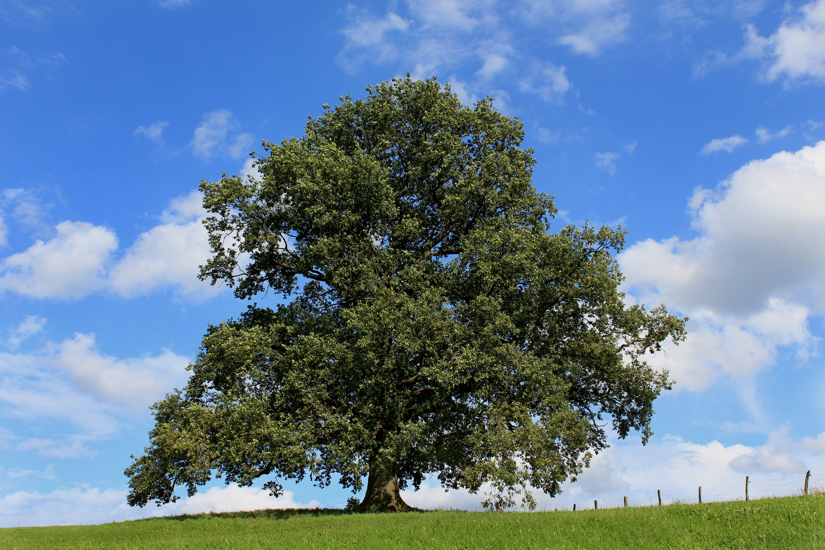 Stieleiche, Deutsche Eiche im Hochsommer vor weiß blauem Wolkenhimmel 