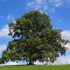 Stieleiche, Deutsche Eiche im Hochsommer vor weiß blauem Wolkenhimmel 