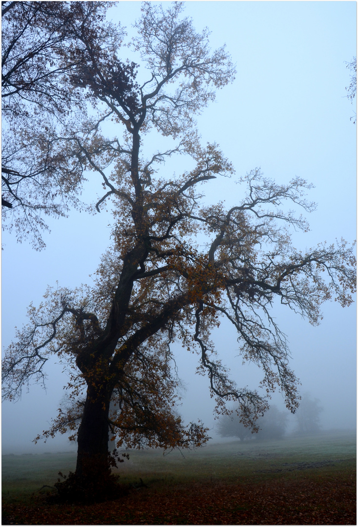 Stieleiche im Nebel