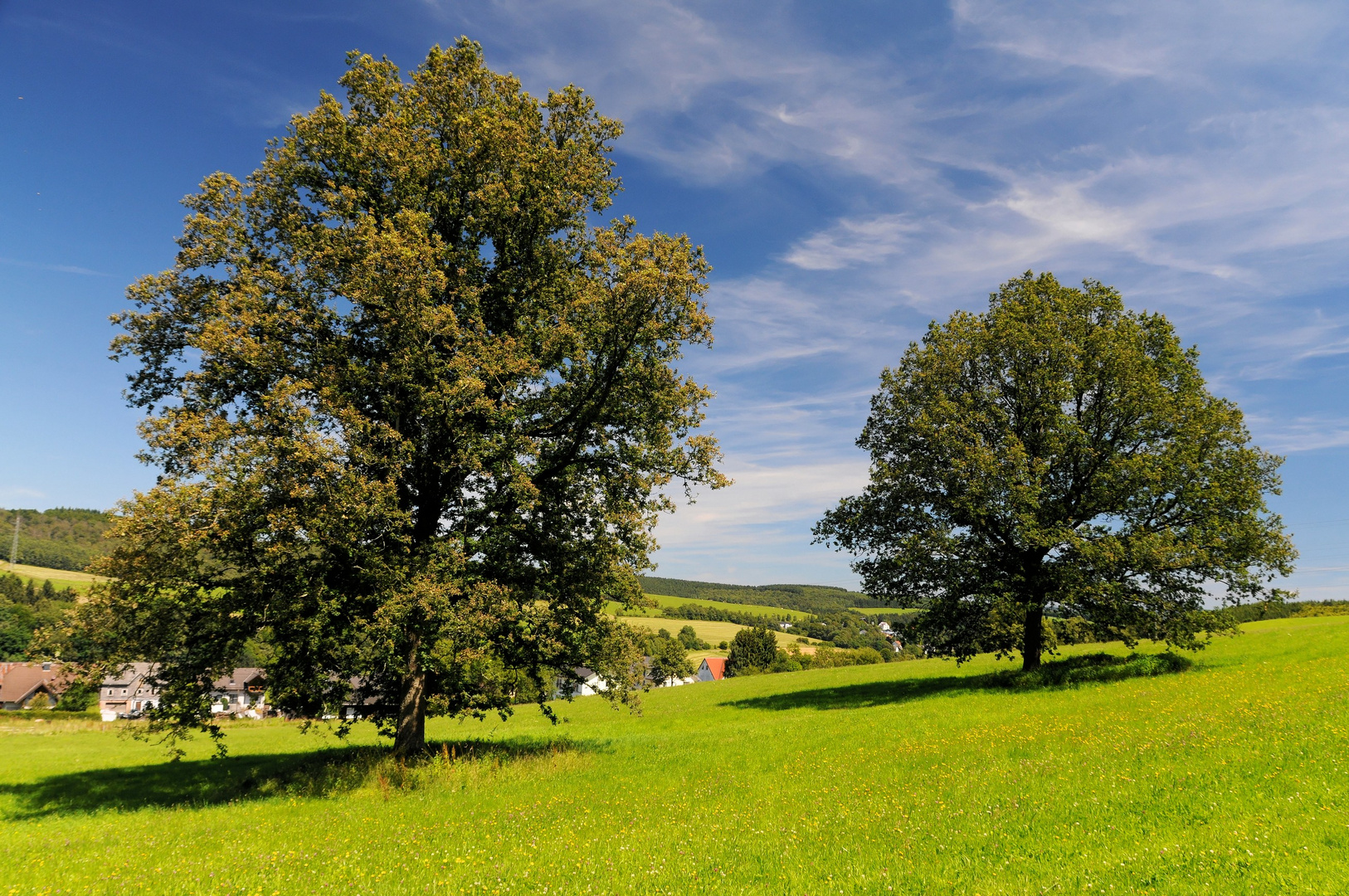 Stieleichen Gemarkung Niederholzklau