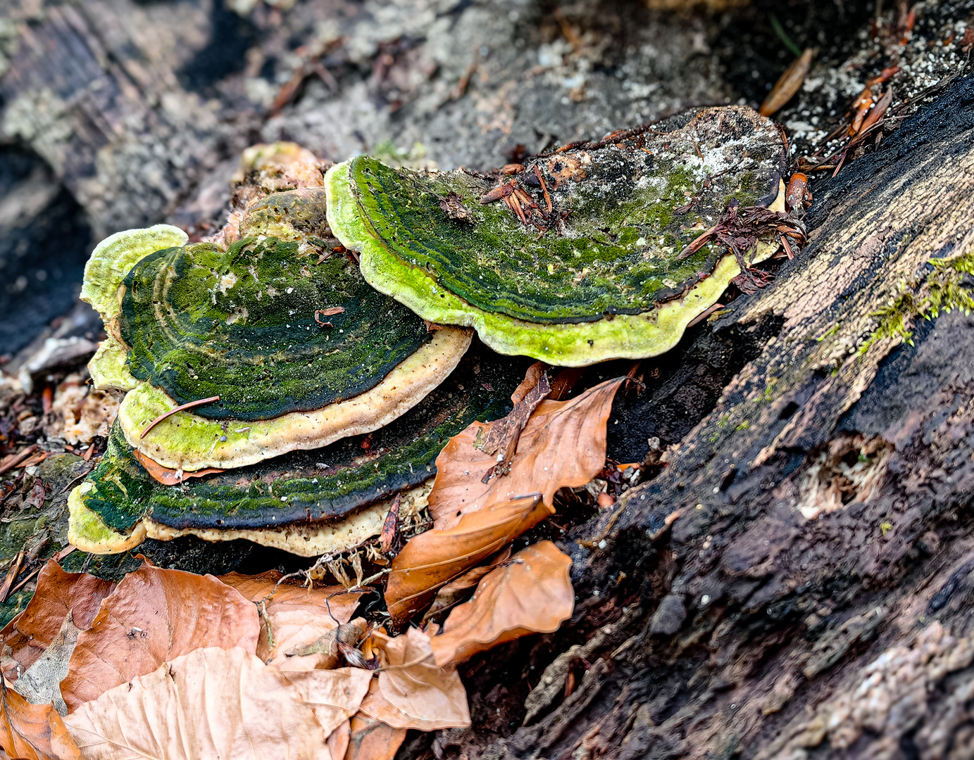 Stielporlingsverwandte eine Familie der Pilze und Flechten