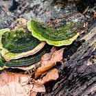 Stielporlingsverwandte eine Familie der Pilze und Flechten