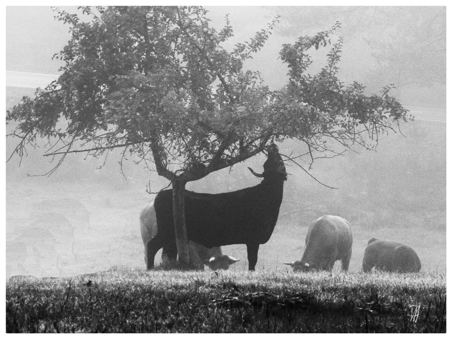 Stier Foto & Bild natur, tiere Bilder auf