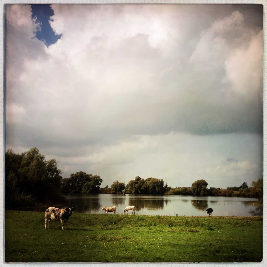 Stier am IJssel