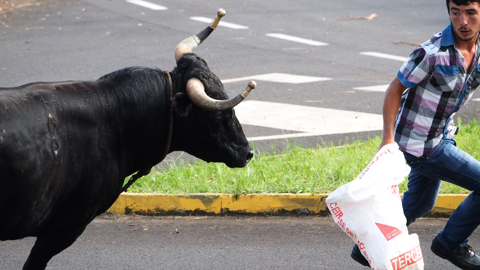 Stier im Dienste der lebendigen Kultur