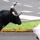 Stier im Dienste der lebendigen Kultur