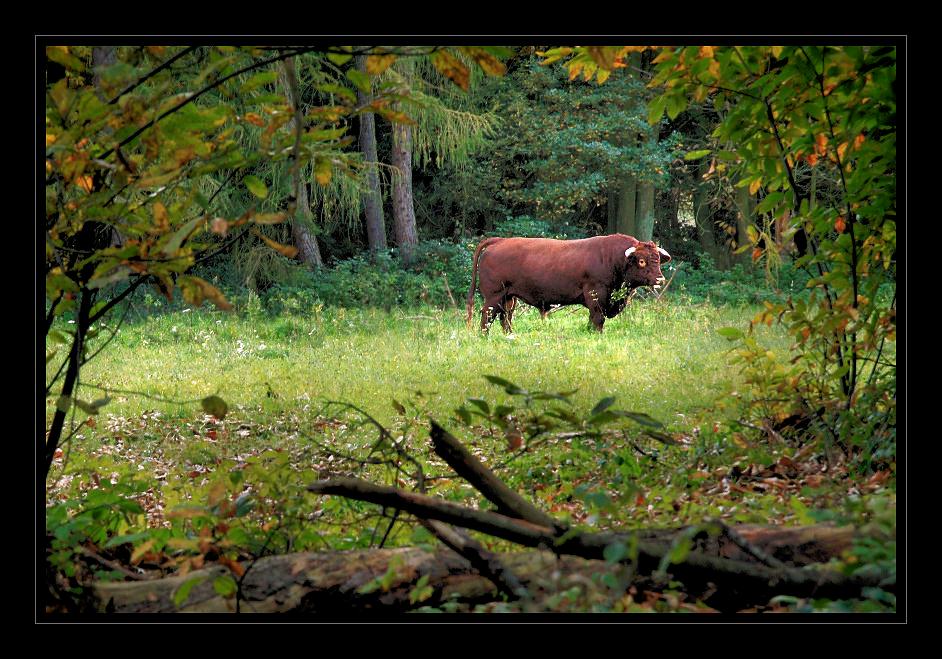 Stier im Pfälzer Wald