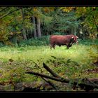 Stier im Pfälzer Wald