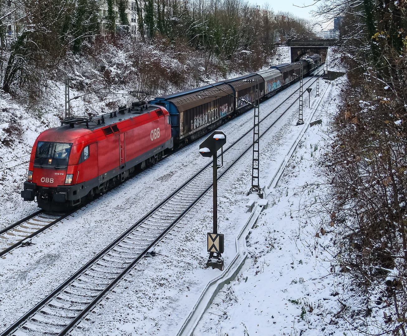 Stier im Schnee