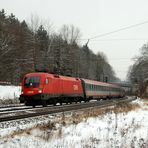 Stier in Aßling