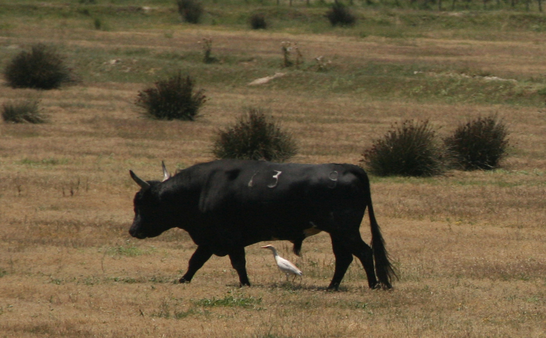 Stier in der Camargue