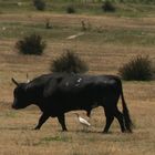 Stier in der Camargue