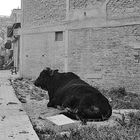 Stier in Kathmandu