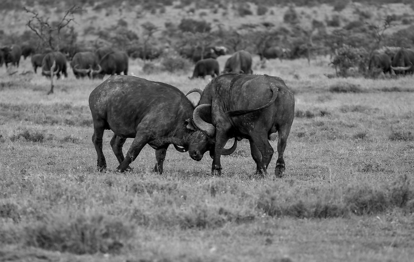 "Stier"-kampf