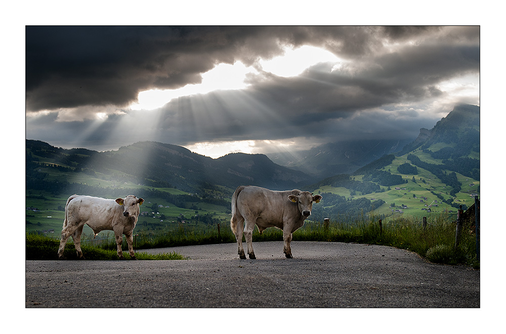 Stier-Leben mit freundlicher Aussicht