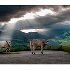 Stier-Leben mit freundlicher Aussicht