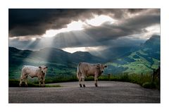 Stier-Leben mit freundlicher Aussicht