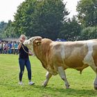 Stier Präsentation