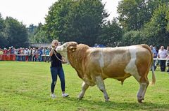 Stier Präsentation