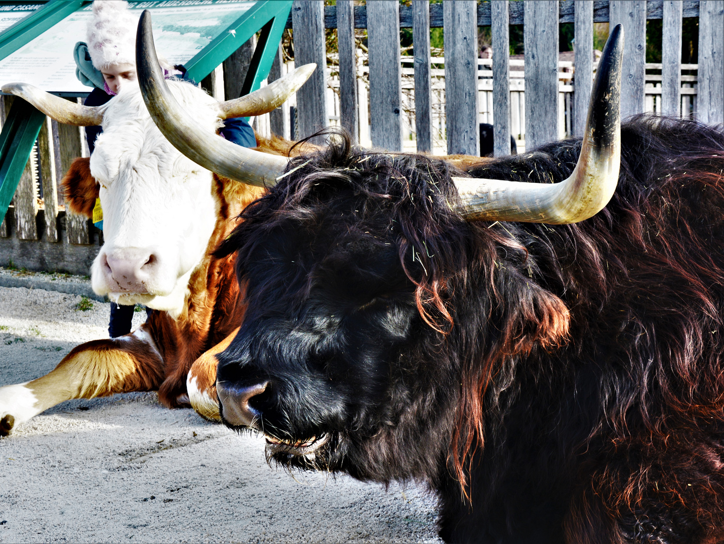 Stier - schottisches Hochland