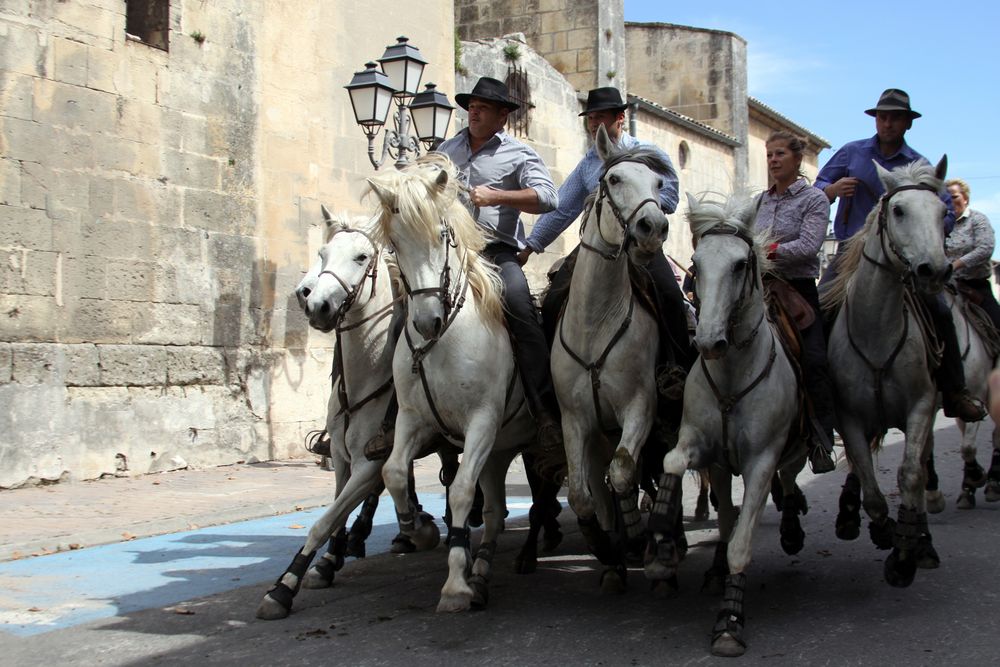 Stierauftrieb in Fontvieille