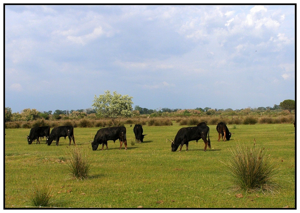 Stiere der Camargue #1