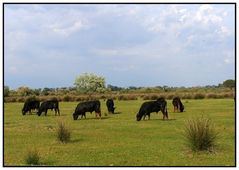 Stiere der Camargue #1