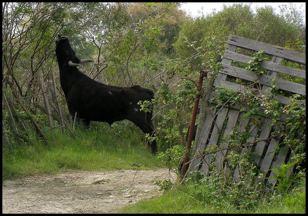 Stiere der Camargue #2