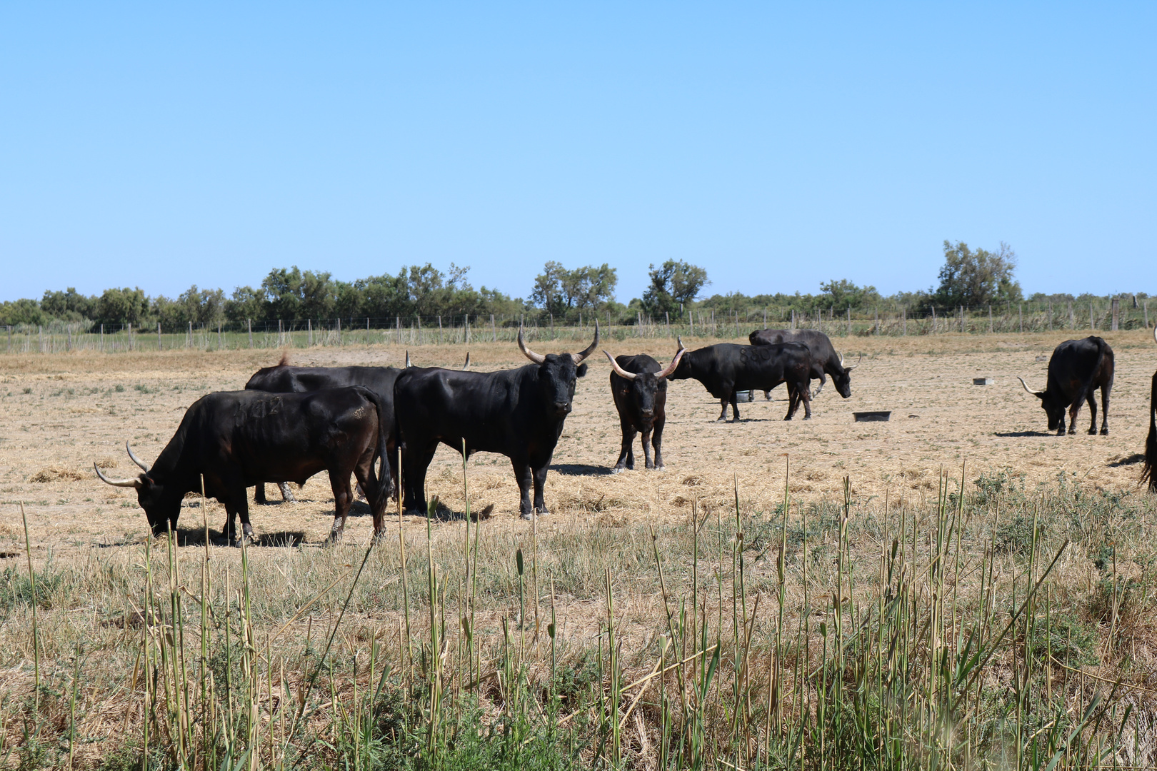 Stiere der Camargue