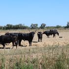 Stiere der Camargue