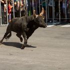 Stiere in der Stadt ....