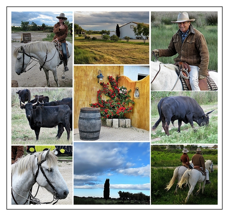 Stierfarm in der Camargue