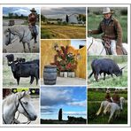 Stierfarm in der Camargue