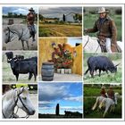 Stierfarm in der Camargue