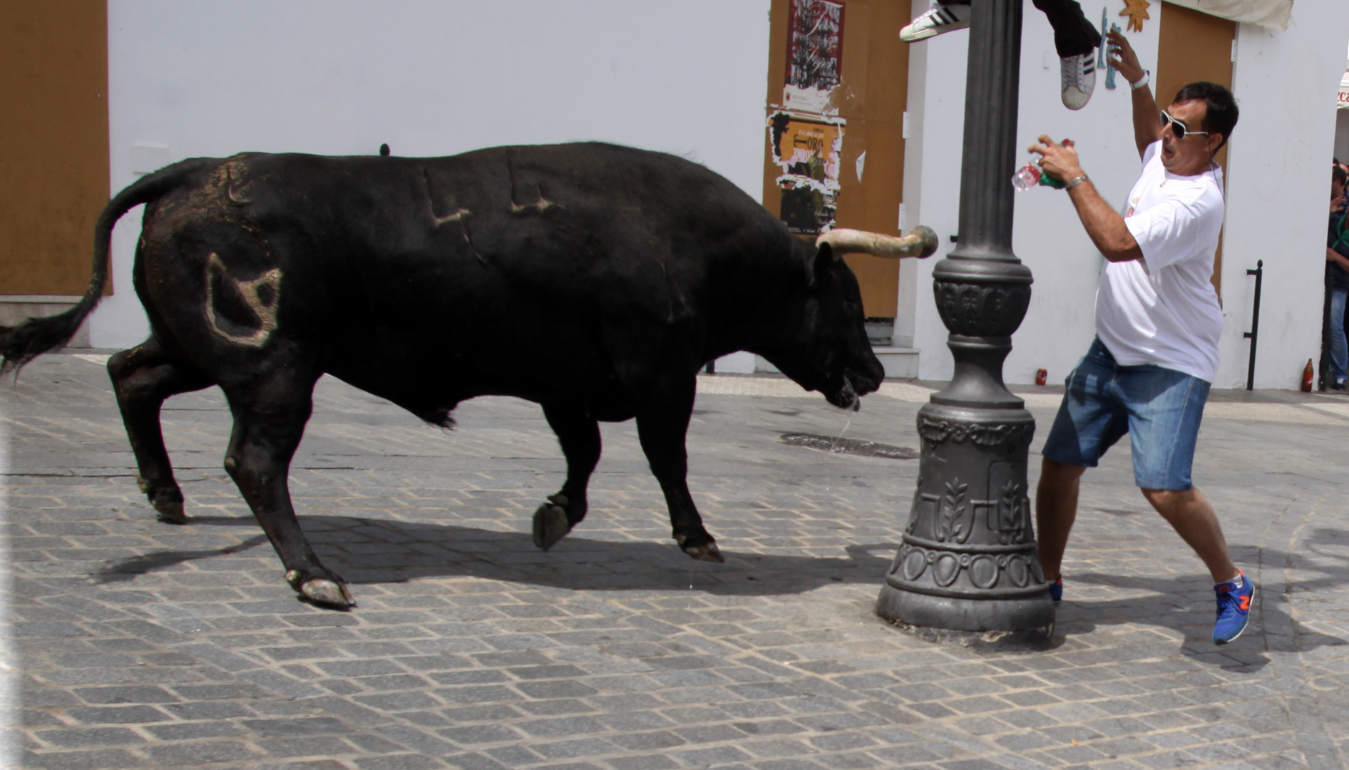 Stierhatz in Vejer Ostern 2017