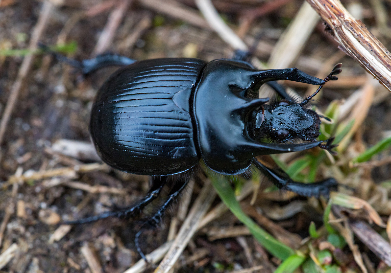 Stierkäfer