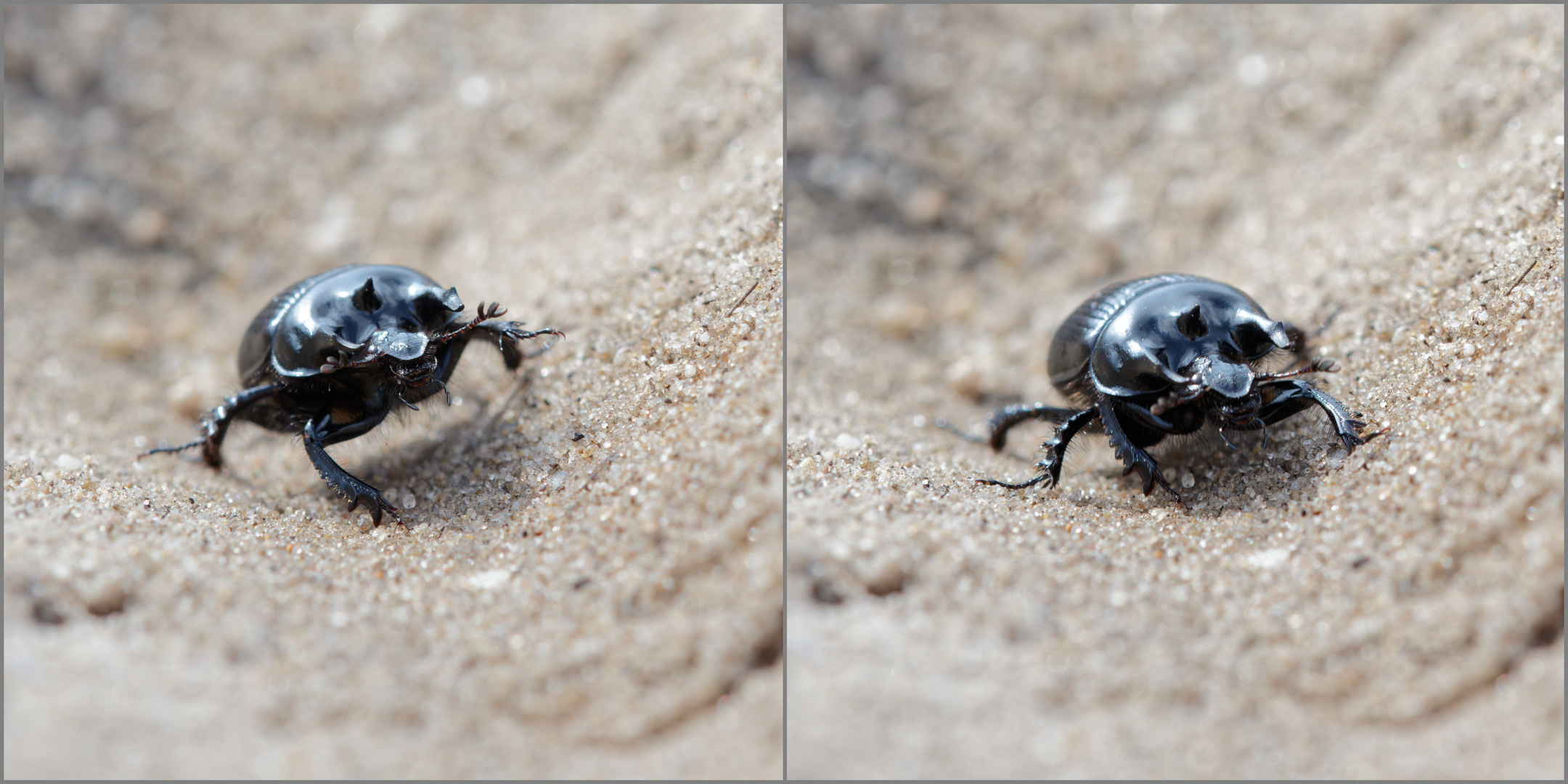 Stierkäfer "Aufstieg aus der Sandgrube"