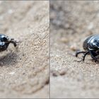 Stierkäfer "Aufstieg aus der Sandgrube"