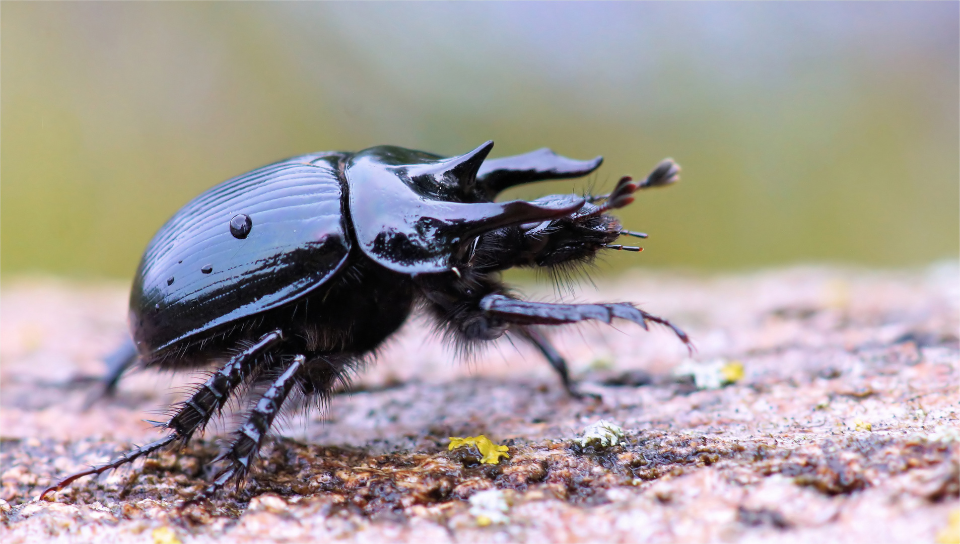 Stierkäfer Doku 2 Foto & Bild insekten Bilder auf
