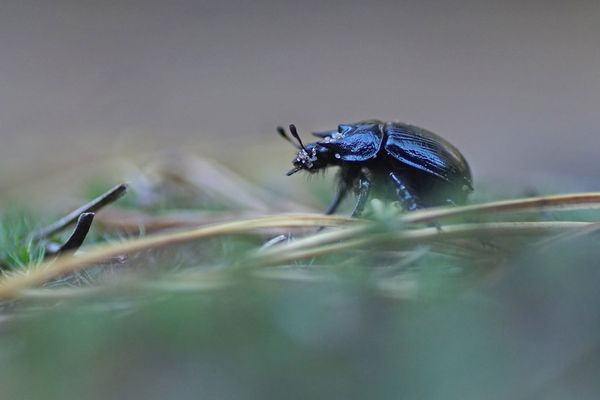 Stierkäfer (Thyphaeus typhoeus), Männchen.
