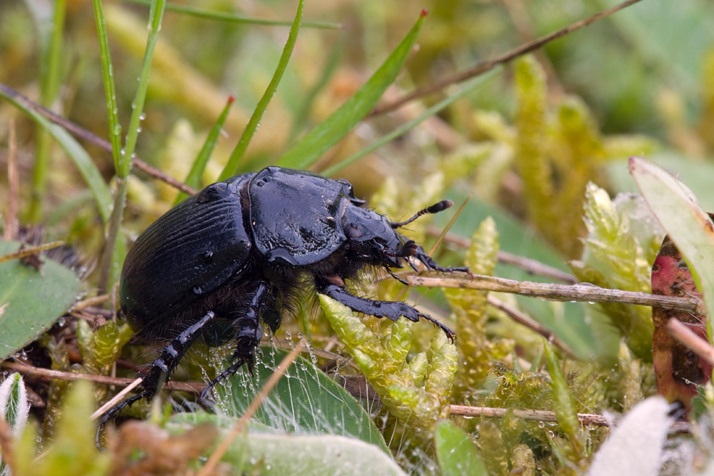 Stierkäfer - Typhaeus typhoeus