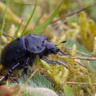 Stierkäfer - Typhaeus typhoeus