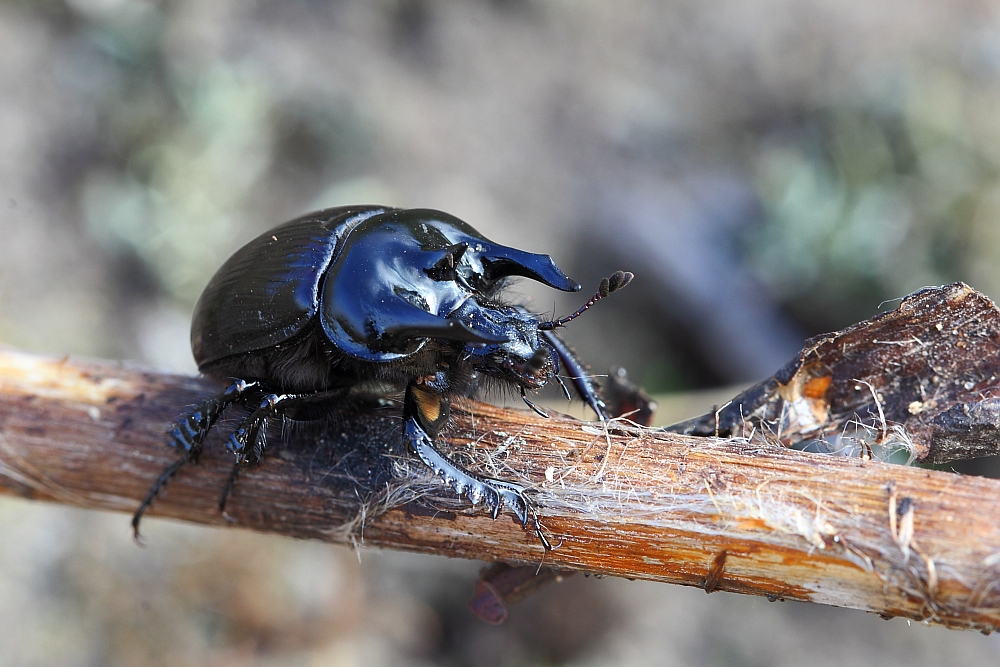 Stierkäfer (Typhaeus typhoeus )