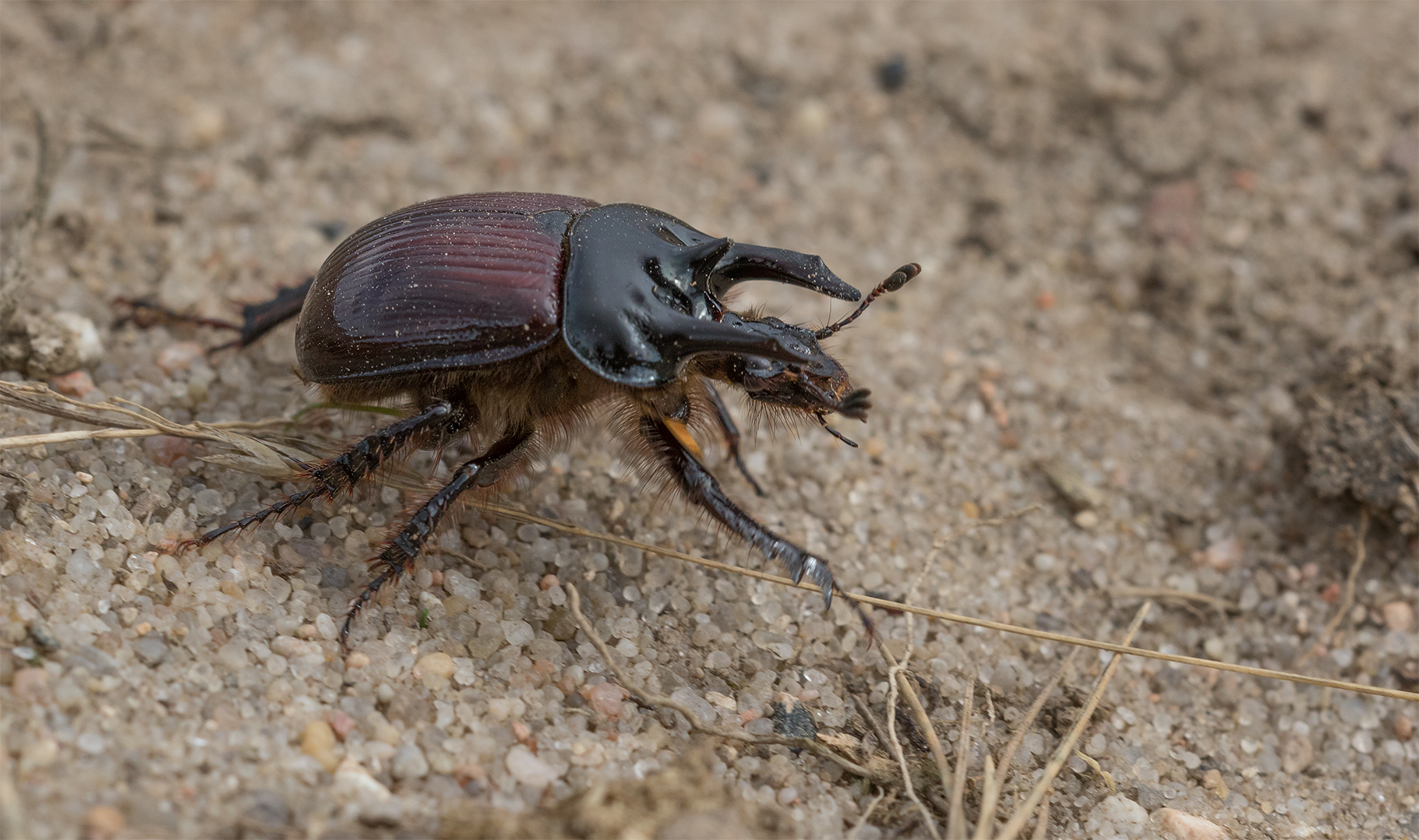 Stierkäfer (Typhaeus typhoeus)