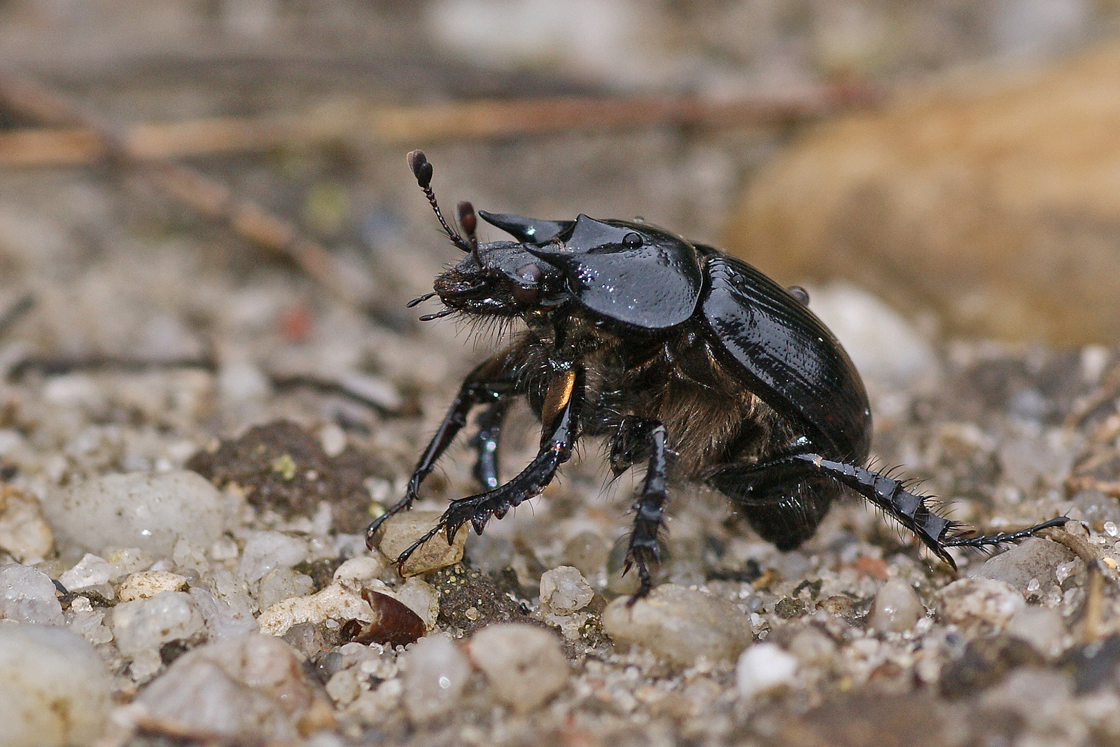 Stierkäfer (Typhoeus typhoeus), Männchen