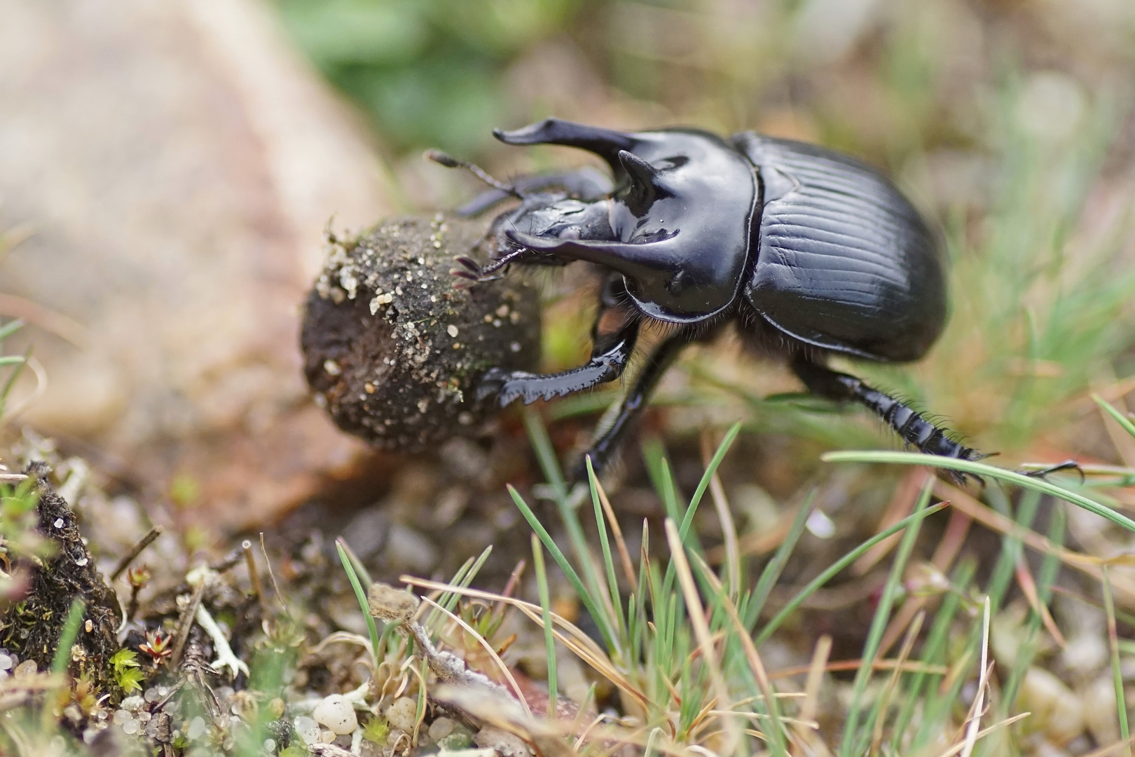 Stierkäfer (Typhoeus typhoeus), Männchen