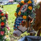 Stierkampf für Blumenfreunde