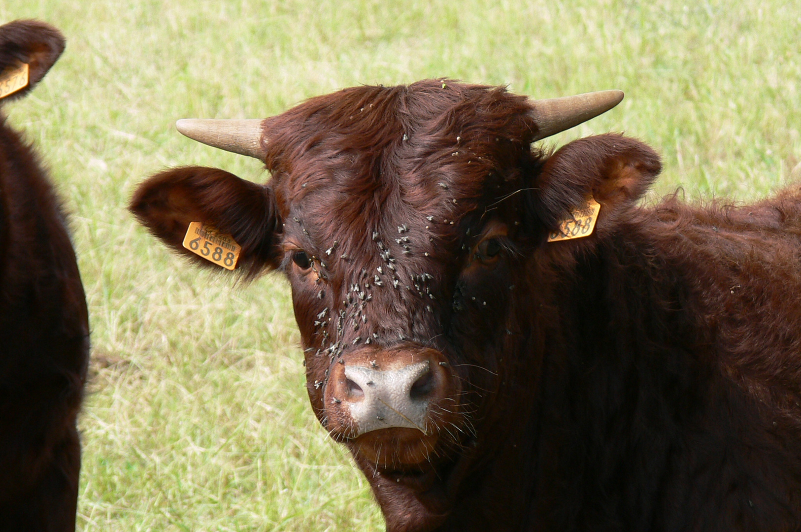 Stierkopf Foto & Bild tiere, stier, stierkopf Bilder auf