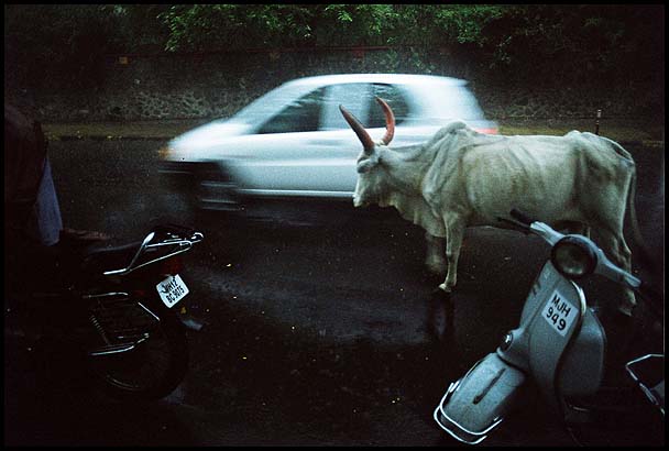 Stier,regen