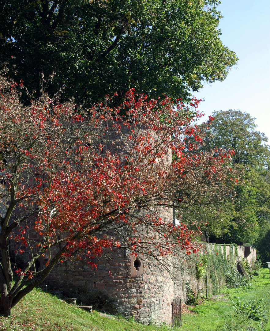 Stift Neuburg (4)